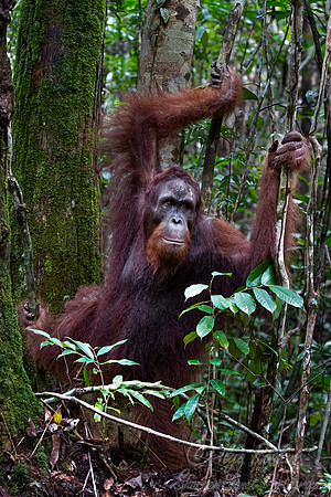 070 Bornean orangutan (Pongo pygmaeus) - Tanjung Puting NP Borneo Indonesia