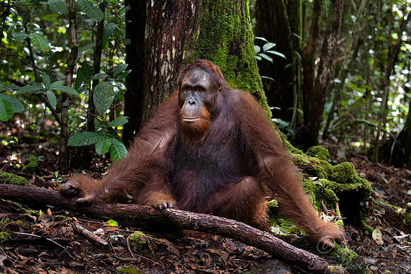 072 Bornean orangutan (Pongo pygmaeus) - Tanjung Puting NP Borneo Indonesia