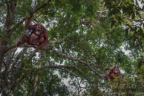 073 Bornean orangutans (Pongo pygmaeus) - Tanjung Puting NP Borneo Indonesia