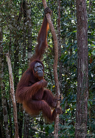 074 Bornean orangutan (Pongo pygmaeus) - Tanjung Puting NP Borneo Indonesia