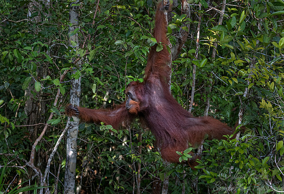 075 Bornean orangutan (Pongo pygmaeus) - Tanjung Puting NP Borneo Indonesia