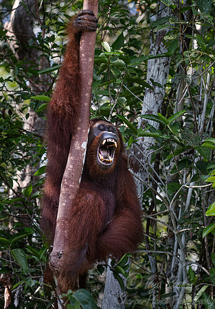 077 Bornean orangutan (Pongo pygmaeus) - Tanjung Puting NP Borneo Indonesia