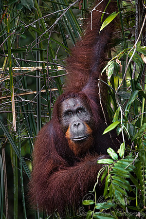 076 Bornean orangutan (Pongo pygmaeus) - Tanjung Puting NP Borneo Indonesia