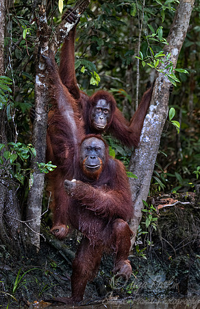 078 Bornean orangutans (Pongo pygmaeus) - Tanjung Puting NP Borneo Indonesia