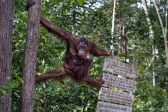 079 Bornean orangutans (Pongo pygmaeus) - Tanjung Puting NP Borneo Indonesia
