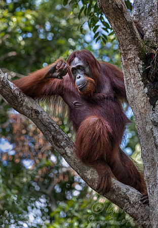 080 Bornean orangutan (Pongo pygmaeus) - Tanjung Puting NP Borneo Indonesia