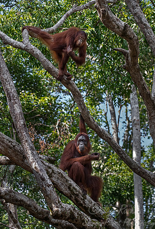 081 Bornean orangutans (Pongo pygmaeus) - Tanjung Puting NP Borneo Indonesia