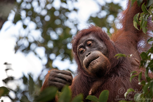 082 Bornean orangutans (Pongo pygmaeus) - Tanjung Puting NP Borneo Indonesia