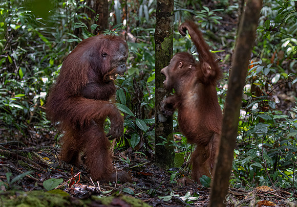 084 Bornean orangutans (Pongo pygmaeus) - Tanjung Puting NP Borneo Indonesia