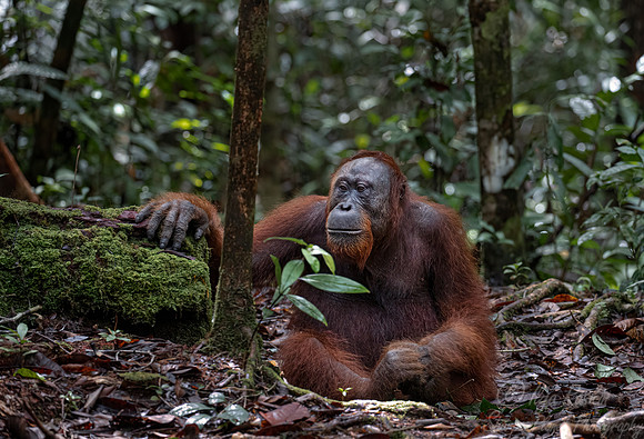 083 Bornean orangutans (Pongo pygmaeus) - Tanjung Puting NP Borneo Indonesia