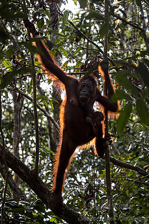 085 Bornean orangutans (Pongo pygmaeus) - Tanjung Puting NP Borneo Indonesia