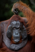 2022 Orangutans - Borneo