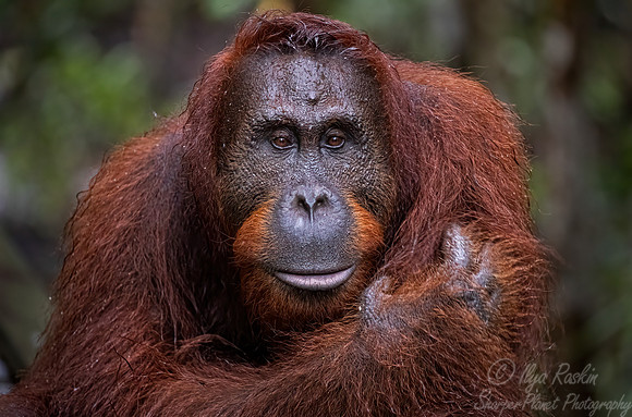 008 Bornean orangutan (Pongo pygmaeus) - Tanjung Puting NP Borneo Indonesia