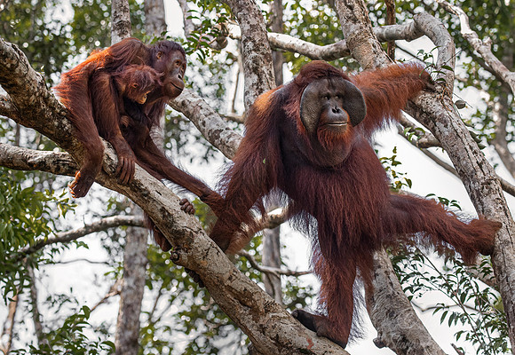017 Bornean orangutans (Pongo pygmaeus) - Tanjung Puting NP Borneo Indonesia