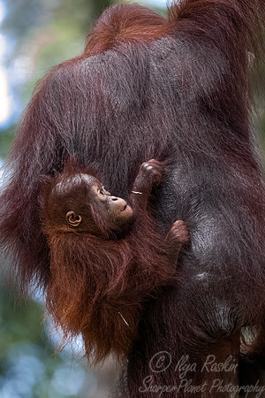 022 Bornean orangutans (Pongo pygmaeus) - Tanjung Puting NP Borneo Indonesia