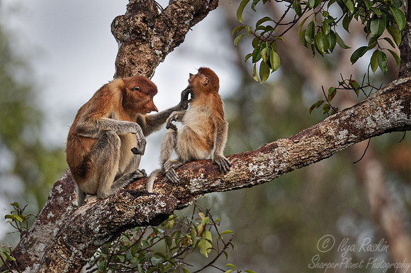 153 Proboscis monkeys (Nasalis larvatus) - Tanjung Puting NP Borneo Indonesia