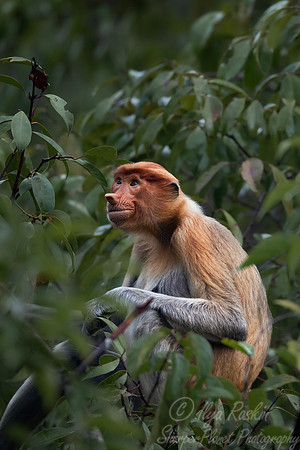 154 Proboscis monkey (Nasalis larvatus) - Tanjung Puting NP Borneo Indonesia