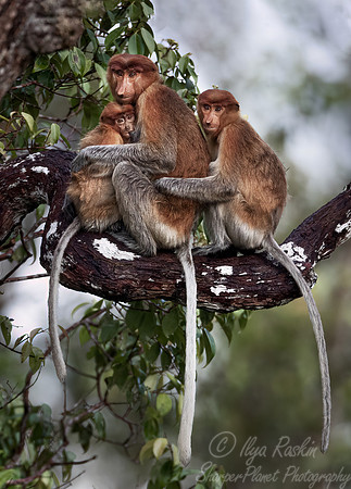 150 Proboscis monkey (Nasalis larvatus) - Tanjung Puting NP Borneo Indonesia