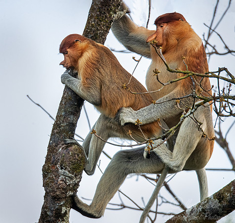 152 Proboscis monkey (Nasalis larvatus) - Tanjung Puting NP Borneo Indonesia