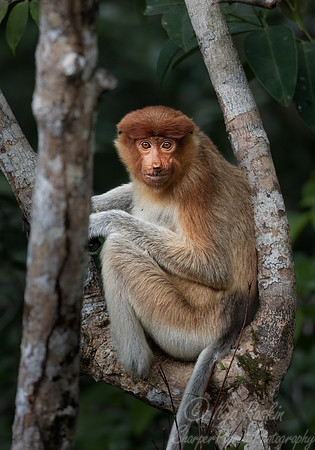 157 Proboscis monkey (Nasalis larvatus) - Tanjung Puting NP Borneo Indonesia