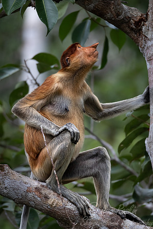 156 Proboscis monkey (Nasalis larvatus) - Tanjung Puting NP Borneo Indonesia