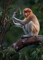 2022 Other Primates - Borneo