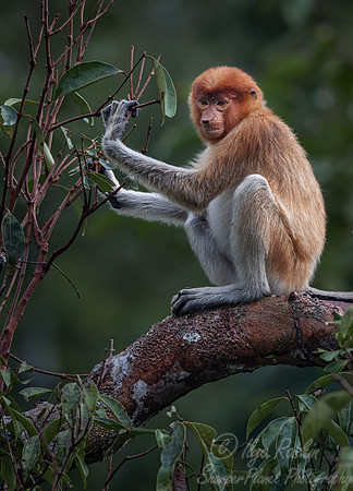 155 Proboscis monkey (Nasalis larvatus) - Tanjung Puting NP Borneo Indonesia