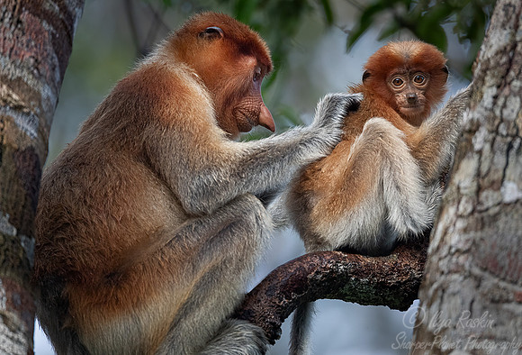 151 Proboscis monkey (Nasalis larvatus) - Tanjung Puting NP Borneo Indonesia