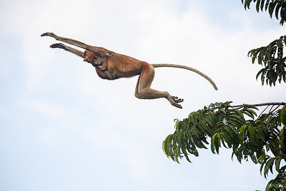 158 Proboscis monkeys (Nasalis larvatus) - Tanjung Puting NP Borneo Indonesia