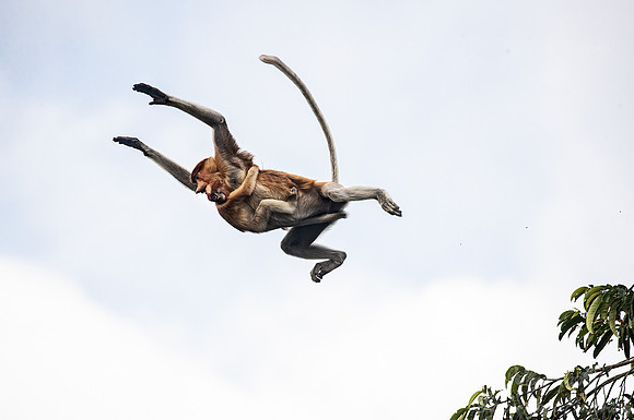 159 Proboscis monkeys (Nasalis larvatus) - Tanjung Puting NP Borneo Indonesia