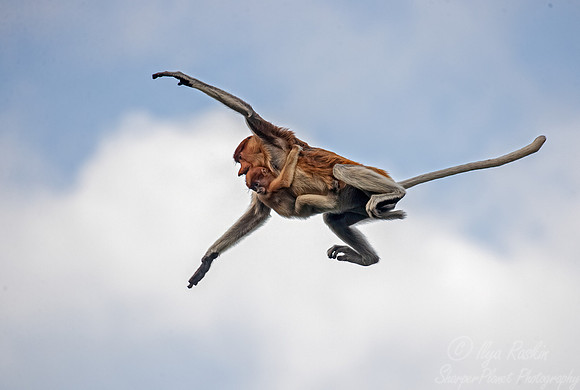 160 Proboscis monkeys (Nasalis larvatus) - Tanjung Puting NP Borneo Indonesia