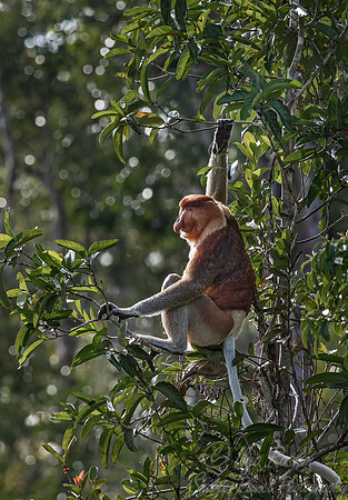 164 Proboscis monkeys (Nasalis larvatus) - Tanjung Puting NP Borneo Indonesia