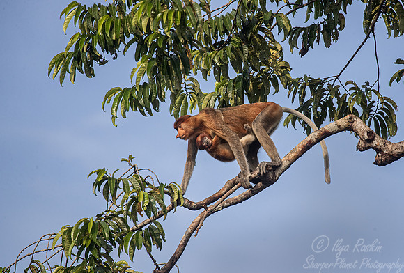 162 Proboscis monkeys (Nasalis larvatus) - Tanjung Puting NP Borneo Indonesia