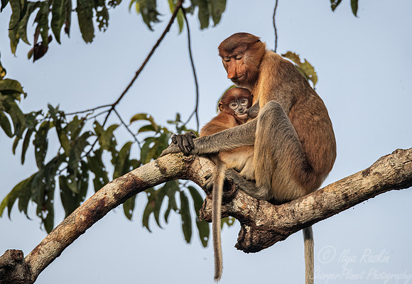 163 Proboscis monkeys (Nasalis larvatus) - Tanjung Puting NP Borneo Indonesia