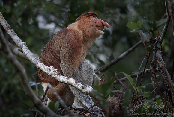 165 Proboscis monkeys (Nasalis larvatus) - Tanjung Puting NP Borneo Indonesia
