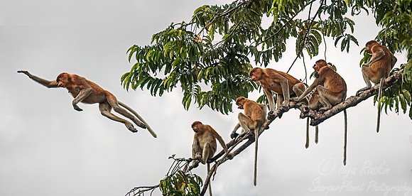 161 Proboscis monkeys (Nasalis larvatus) - Tanjung Puting NP Borneo Indonesia