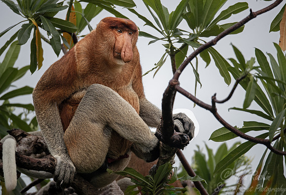 166 Proboscis monkeys (Nasalis larvatus) - Tanjung Puting NP Borneo Indonesia