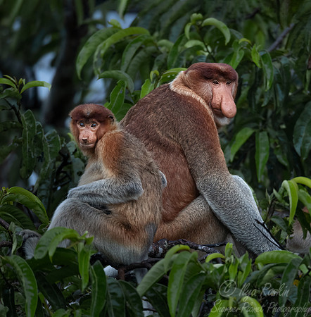167 Proboscis monkeys (Nasalis larvatus) - Tanjung Puting NP Borneo Indonesia