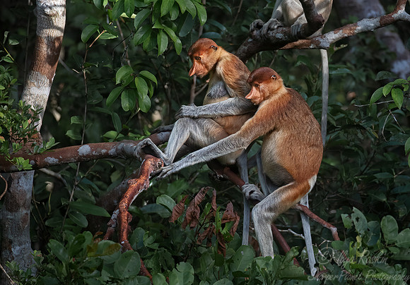 169 Proboscis monkeys (Nasalis larvatus) - Tanjung Puting NP Borneo Indonesia