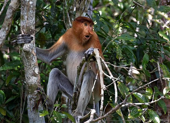 168 Proboscis monkey (Nasalis larvatus) - Tanjung Puting NP Borneo Indonesia