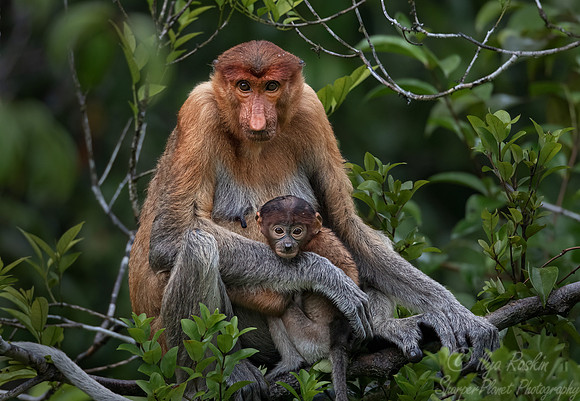 170 Proboscis monkeys (Nasalis larvatus) - Tanjung Puting NP Borneo Indonesia