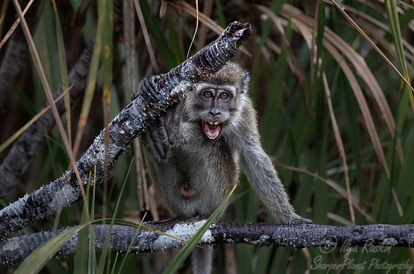 172 Long-tailed macaque (Macaca fascicularis) -Tanjung Puting NP Borneo Indonesia