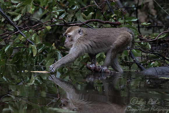 173 Long-tailed macaque (Macaca fascicularis) -Tanjung Puting NP Borneo Indonesia