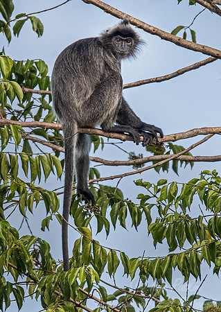 175 Silvery lutung or langur (Trachypithecus cristatus) -Tanjung Puting NP Borneo Indonesia