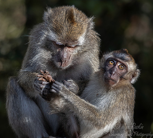 174 Long-tailed macaque (Macaca fascicularis) -Tanjung Puting NP Borneo Indonesia