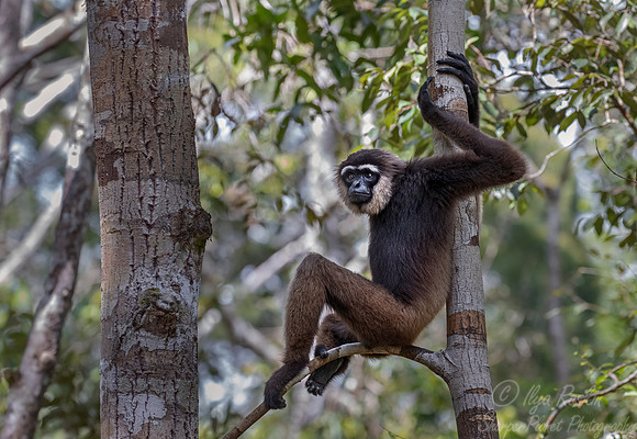 177 Bornean white-bearded gibbon (Hylobates albibarbis) -Tanjung Puting NP Borneo Indonesia