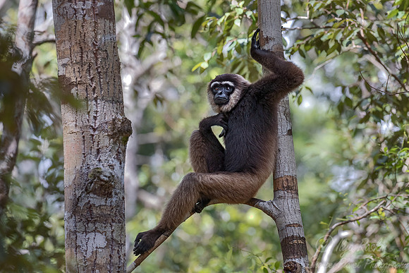 176 Bornean white-bearded gibbon (Hylobates albibarbis) -Tanjung Puting NP Borneo Indonesia