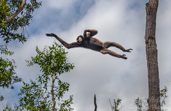 180 Bornean white-bearded gibbon (Hylobates albibarbis) -Tanjung Puting NP Borneo Indonesia