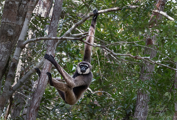 178 Bornean white-bearded gibbon (Hylobates albibarbis) -Tanjung Puting NP Borneo Indonesia