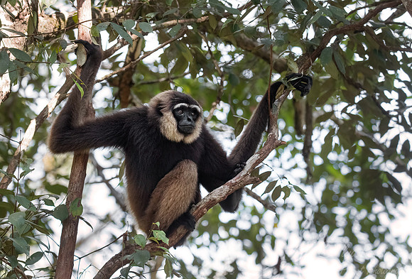 179 Bornean white-bearded gibbon (Hylobates albibarbis) -Tanjung Puting NP Borneo Indonesia